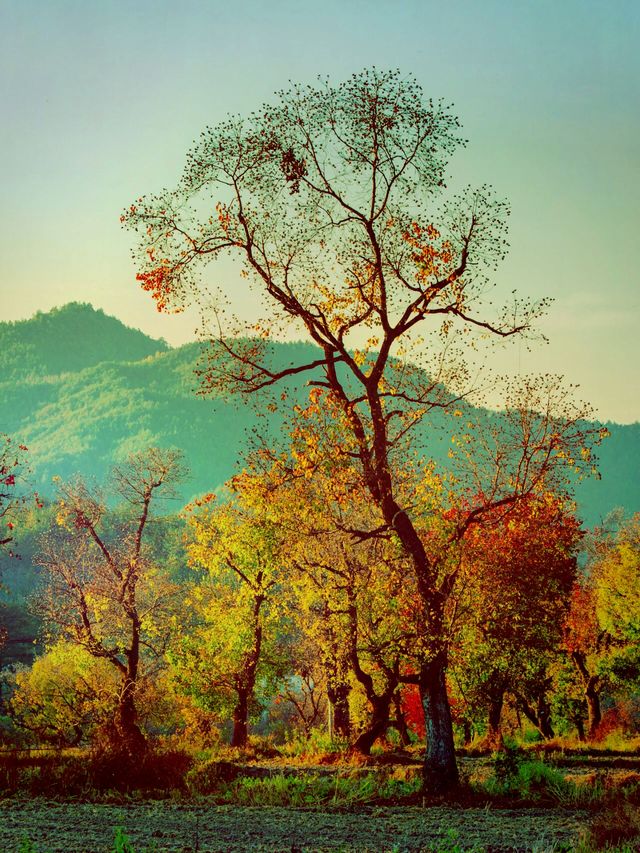 紅橙黃綠 ，最美秋天