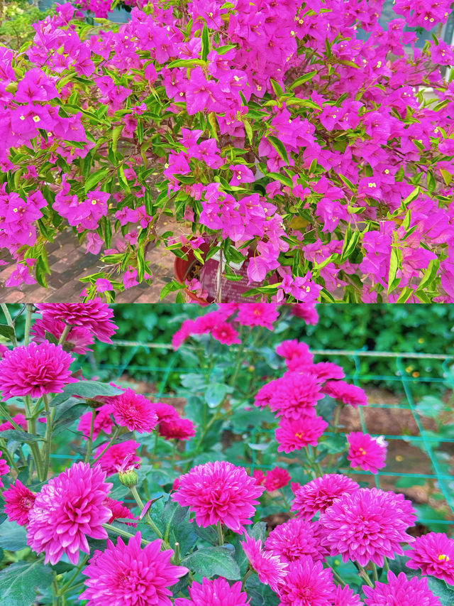 淮安白馬湖公園的菊花展
