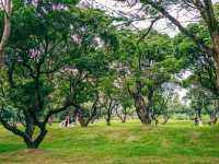 深圳中山公園｜陰雨天也能拍出超絕氛圍感！