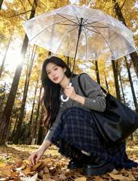 秋日銀杏林的浪漫暴擊!這才是秋天該有的樣子啊