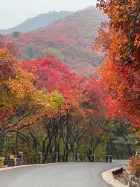 濟南絕美紅葉季趵突泉+紅葉谷週末遊攻略