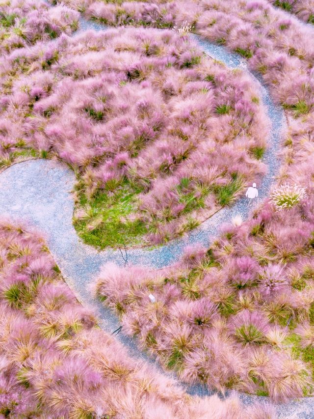 11月的下渚湖，是秋天最治癒的打開方式！