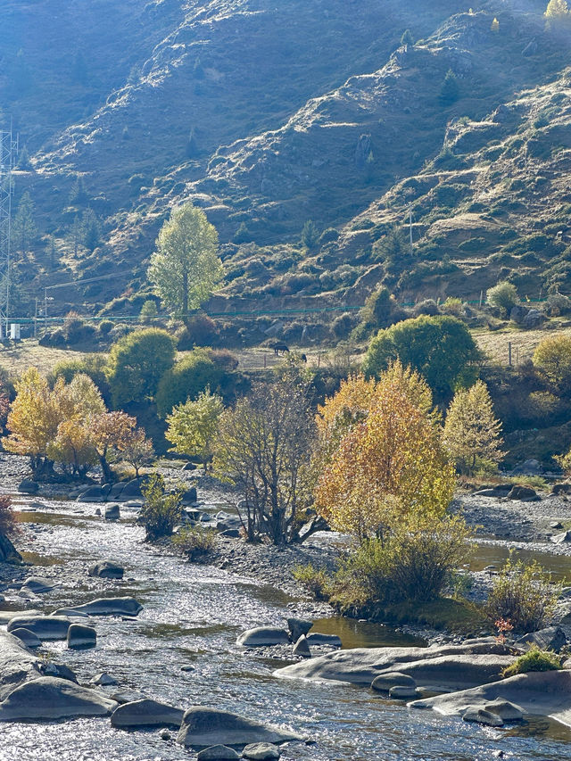 10月川西，赴一場光與金黃的約會