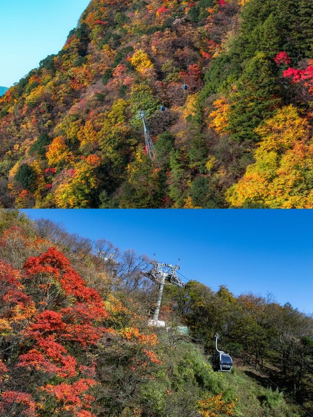 2025光霧山紅葉節，錯過等一年！