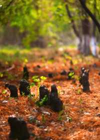 秋日艾溪湖楓葉大片