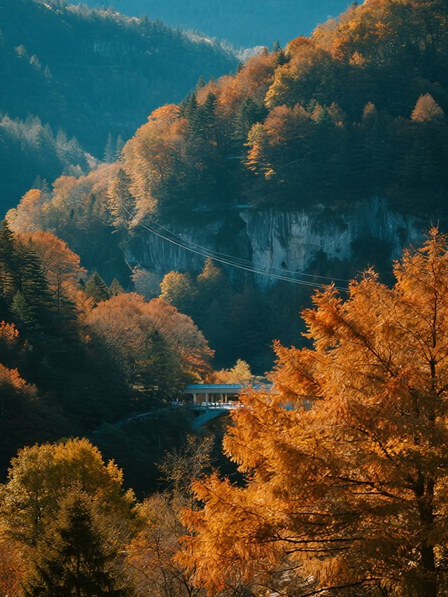 帶娃闖進紅葉童話！光霧山2天1晚超省心版