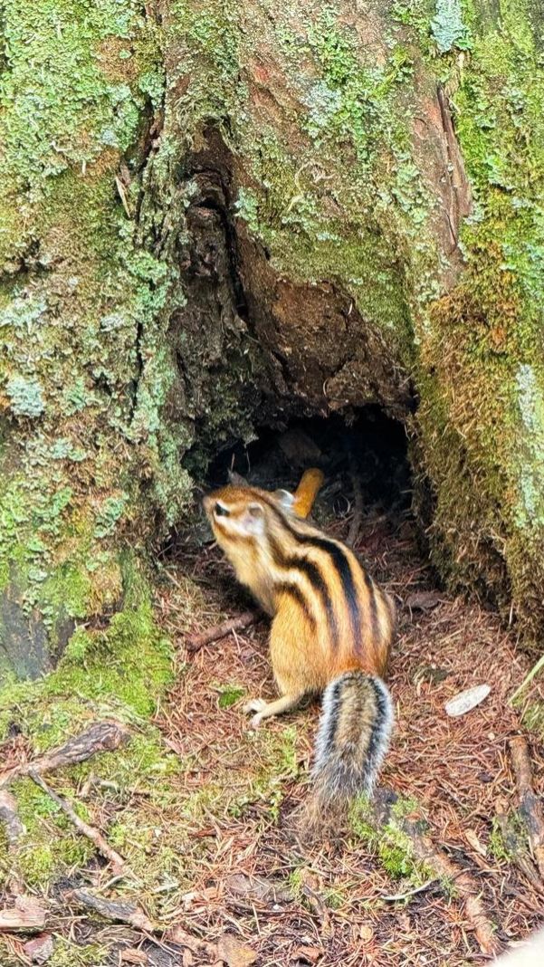 長白山峽谷徒步攻略