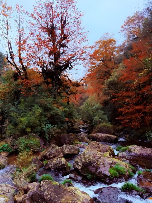 成都周邊賞秋勝地！龍蒼溝彩色幽谷+水上棧道 輕鬆斬獲