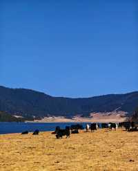 雲南秋日封神!普達措私藏玩法,避開人潮邂逅童話秘境