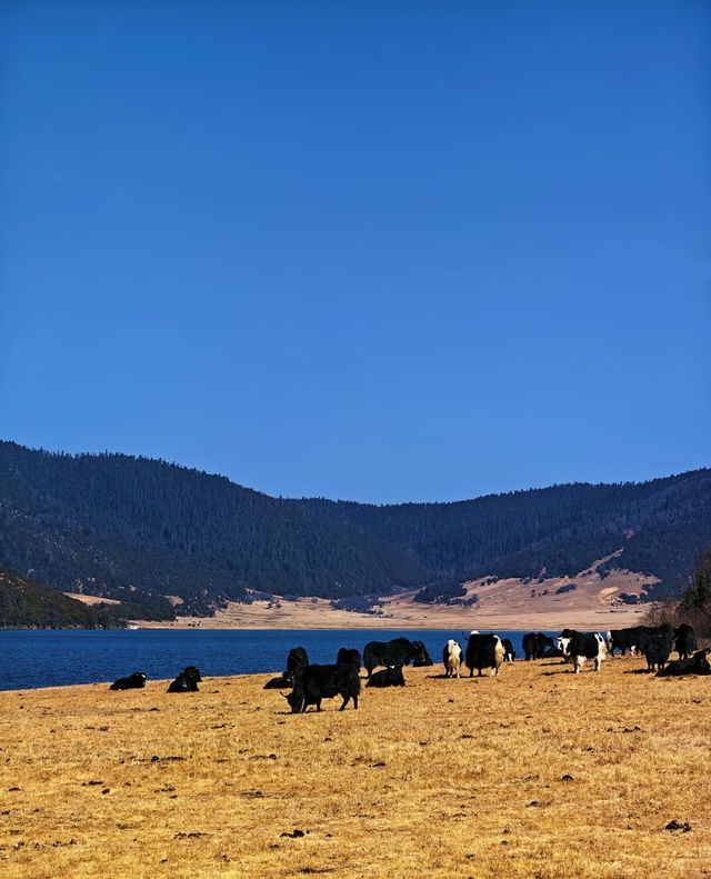 雲南秋日封神!普達措私藏玩法,避開人潮邂逅童話秘境 雲南秋日封神!普達措私藏玩法,避開人潮邂逅童話秘境