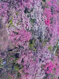 廣州賞花秘境推薦週末野餐露營好去處!