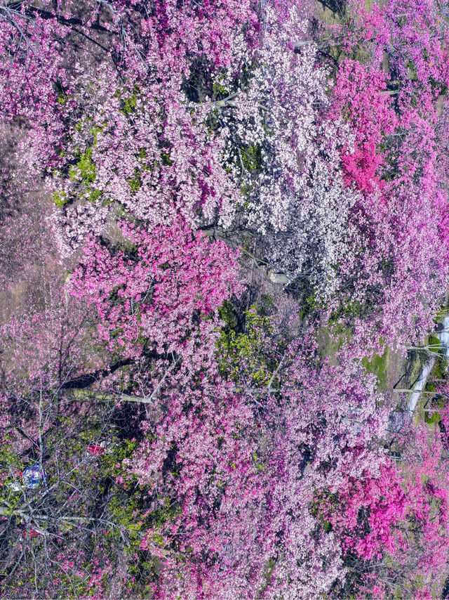 廣州賞花秘境推薦週末野餐露營好去處! 廣州賞花秘境推薦週末野餐露營好去處!
