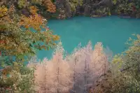 在綿陽發現一處小眾免費看彩林的地方