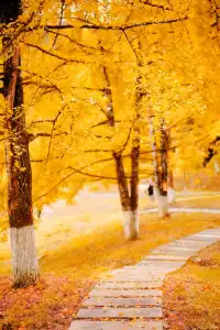 廣東秋日天花板1.5h 直達粵北金色夢境