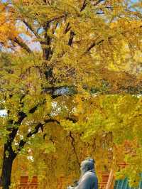 南京一日賞秋最優路線不繞路打卡3大銀杏秘境