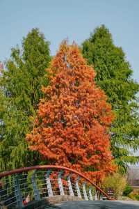 濕地限時撿秋活動開啟