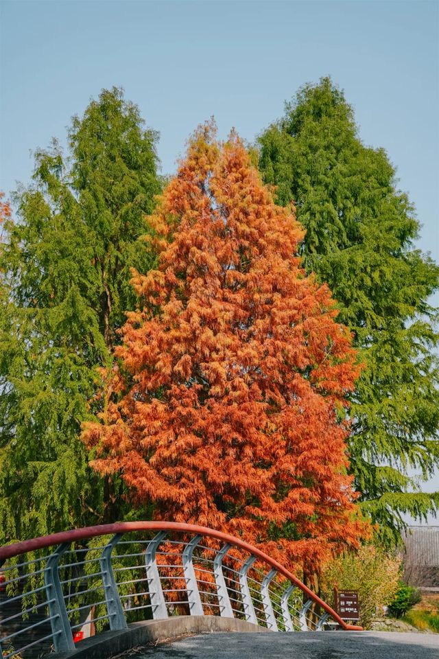 濕地限時撿秋活動開啟