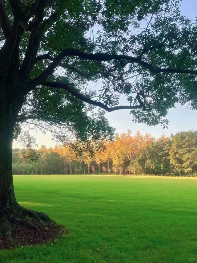 別擠瑞金!東郊賓館藏秋日秘境 免費好拍人超少 別擠瑞金!東郊賓館藏秋日秘境 免費好拍人超少