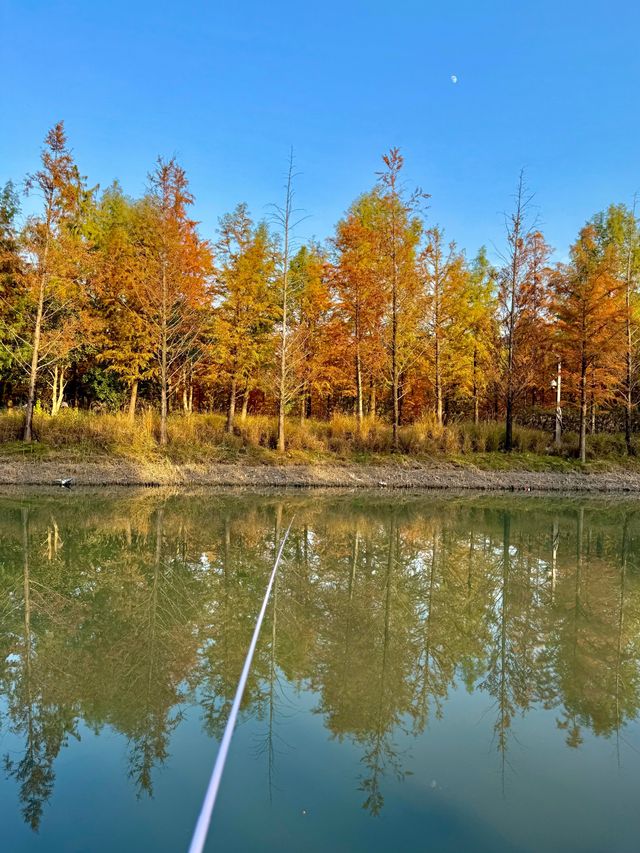 上海賞秋寶藏地三林紅杉林氛圍感拉滿！