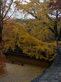 常熟小眾秘境！小雲棲寺的冬天真的美哭了！