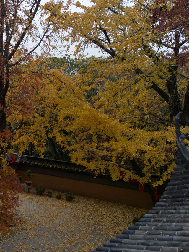 常熟小眾秘境！小雲棲寺的冬天真的美哭了！