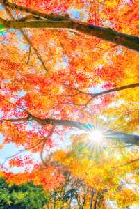 殺瘋了上海紅楓紅透了必是秋日頂流