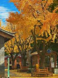 麗江半月慢居手記：尋一處偏愛，赴一場暖陽