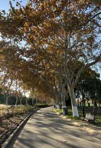 被銀杏包裹的初冬