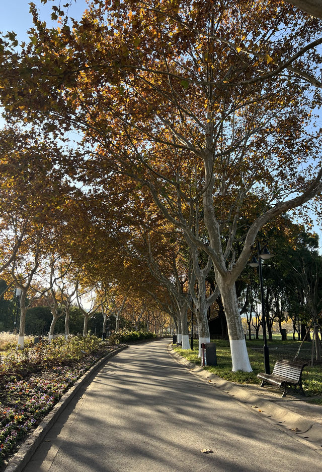 被銀杏包裹的初冬 被銀杏包裹的初冬