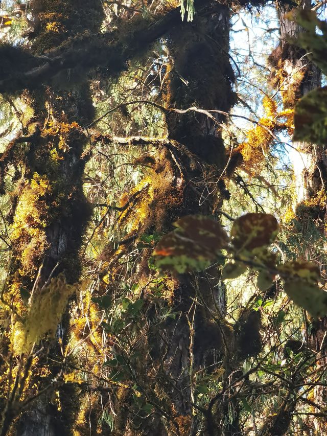 騰衝寶藏青旅！在貝雷帽青旅，我找到了旅行的意義！  這次騰衝之行，最正確的決定就是入住了貝雷帽青旅！
