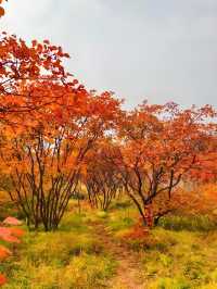 邢台佛照山|秋日寶藏免費景區親子遊玩好去處