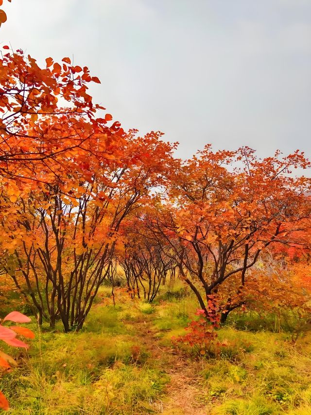 邢台佛照山|秋日寶藏免費景區親子遊玩好去處 邢台佛照山|秋日寶藏免費景區親子遊玩好去處