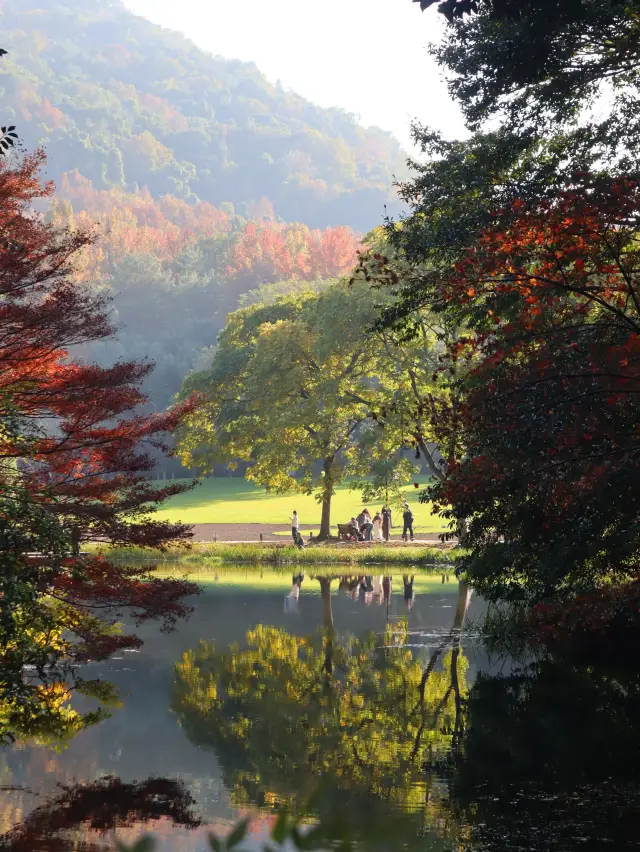 11.30 Live Report｜West Lake Autumn Viewing Route