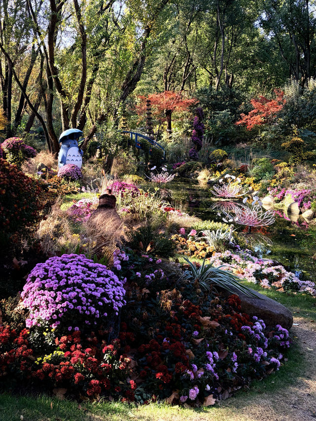 12月共青楓葉紅了銀杏黃了(附出片打卡點) 12月共青楓葉紅了銀杏黃了(附出片打卡點)