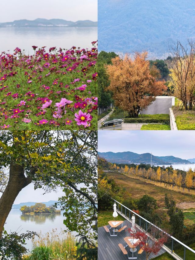 行者遊記|寧波黃金大道東錢湖Zui上鏡銀杏林 行者遊記|寧波黃金大道東錢湖Zui上鏡銀杏林