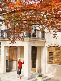 11.27這裡的絕美百年銀杏與梧桐沒人拍，快衝