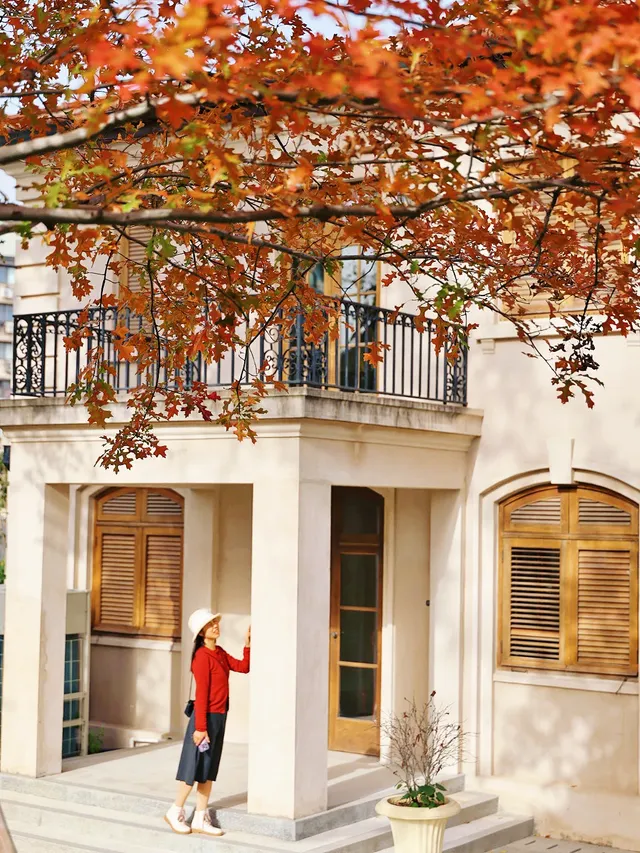 11.27這裡的絕美百年銀杏與梧桐沒人拍，快衝