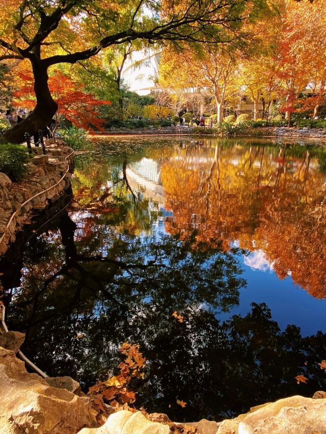 上海魯迅公園｜初冬限定！這片紅楓林美到窒息