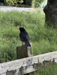陰天 在奧克蘭city的周邊
