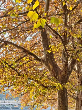 Warm Winter Exclusive × Romantic Impact