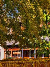 上海小眾銀杏秘境攻略