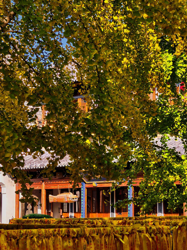 上海小眾銀杏秘境攻略 上海小眾銀杏秘境攻略