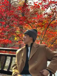 12.5實況 ｜棲霞山美得讓人掐人中