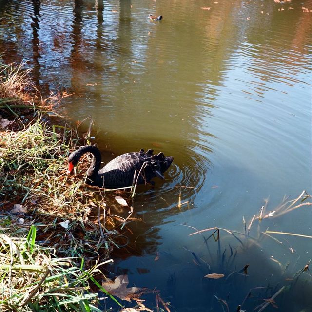 南京燕雀湖絕美水杉攻略秋日限定版油畫秘境 南京燕雀湖絕美水杉攻略秋日限定版油畫秘境