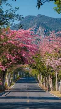 廈門芳都異木棉 + 錦江住宿攻略，粉色浪漫與舒適旅居指南🩷