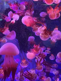 沉浸式墜入深海星穹，治癒與出片雙滿分～