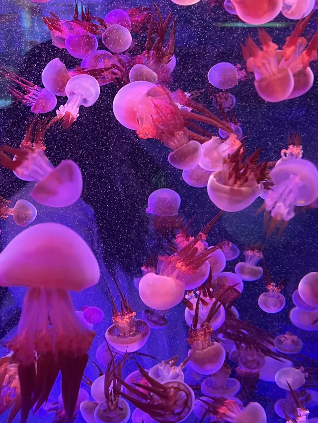 沉浸式墜入深海星穹，治癒與出片雙滿分～