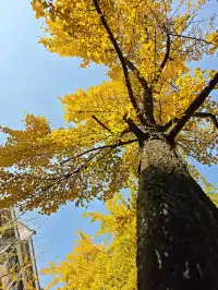 清吟街|想看看你們拍的銀杏