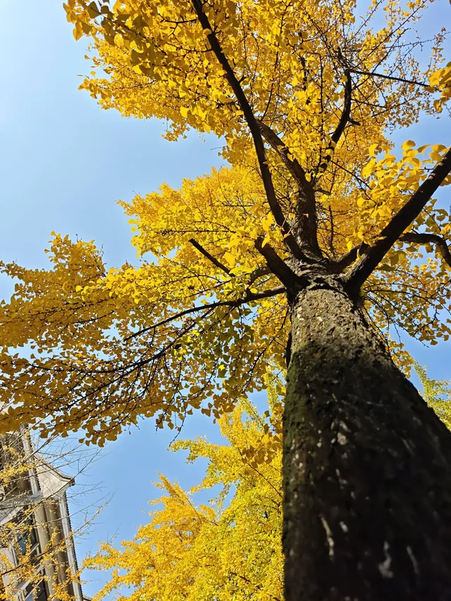 清吟街|想看看你們拍的銀杏 清吟街|想看看你們拍的銀杏