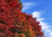 西湖絕美秋色預警這片霜葉紅得我心都化了～